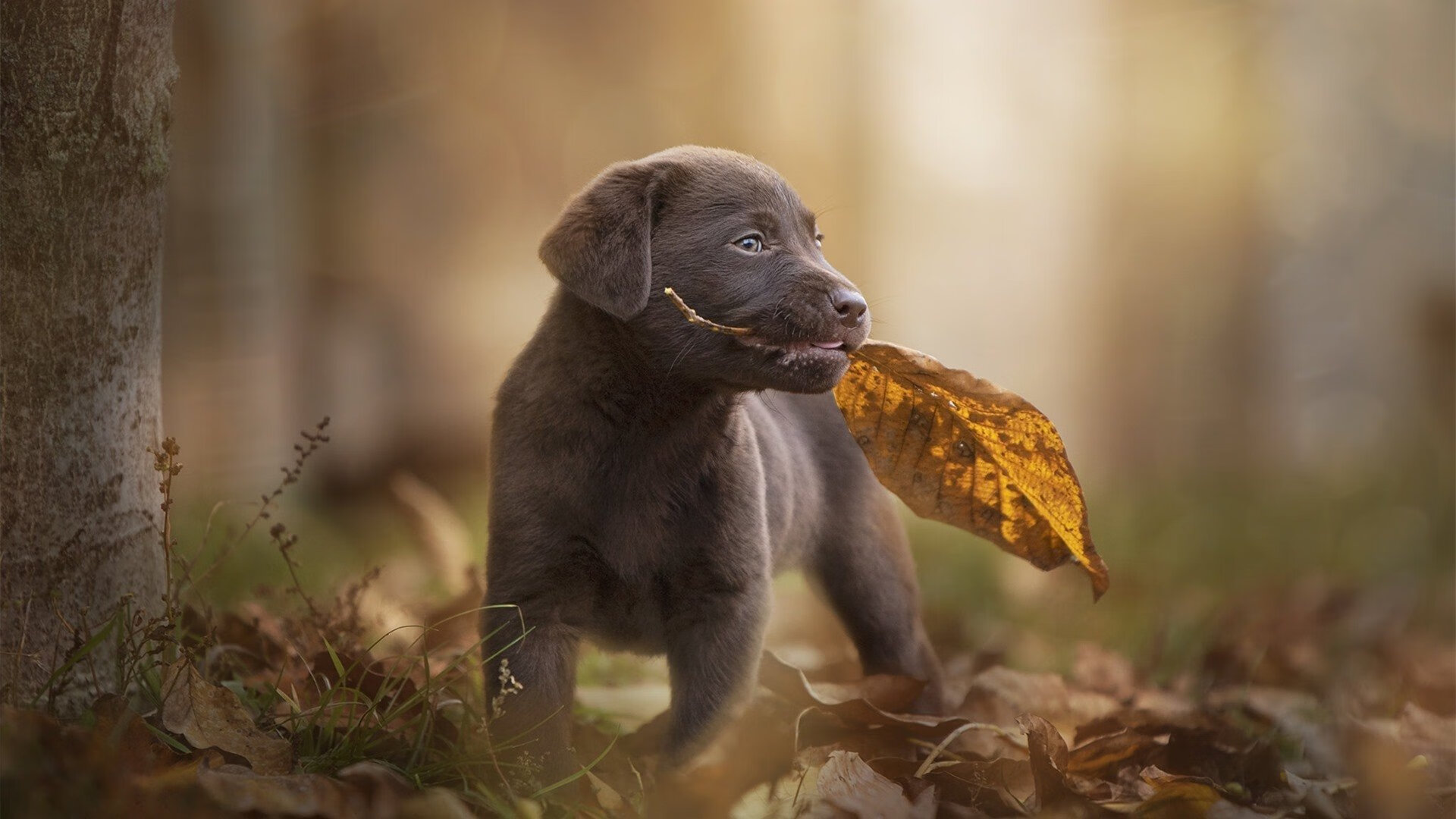 _湖人迎来关键胜利,冲刺季后赛阵线_,湖人季后赛首轮出局
