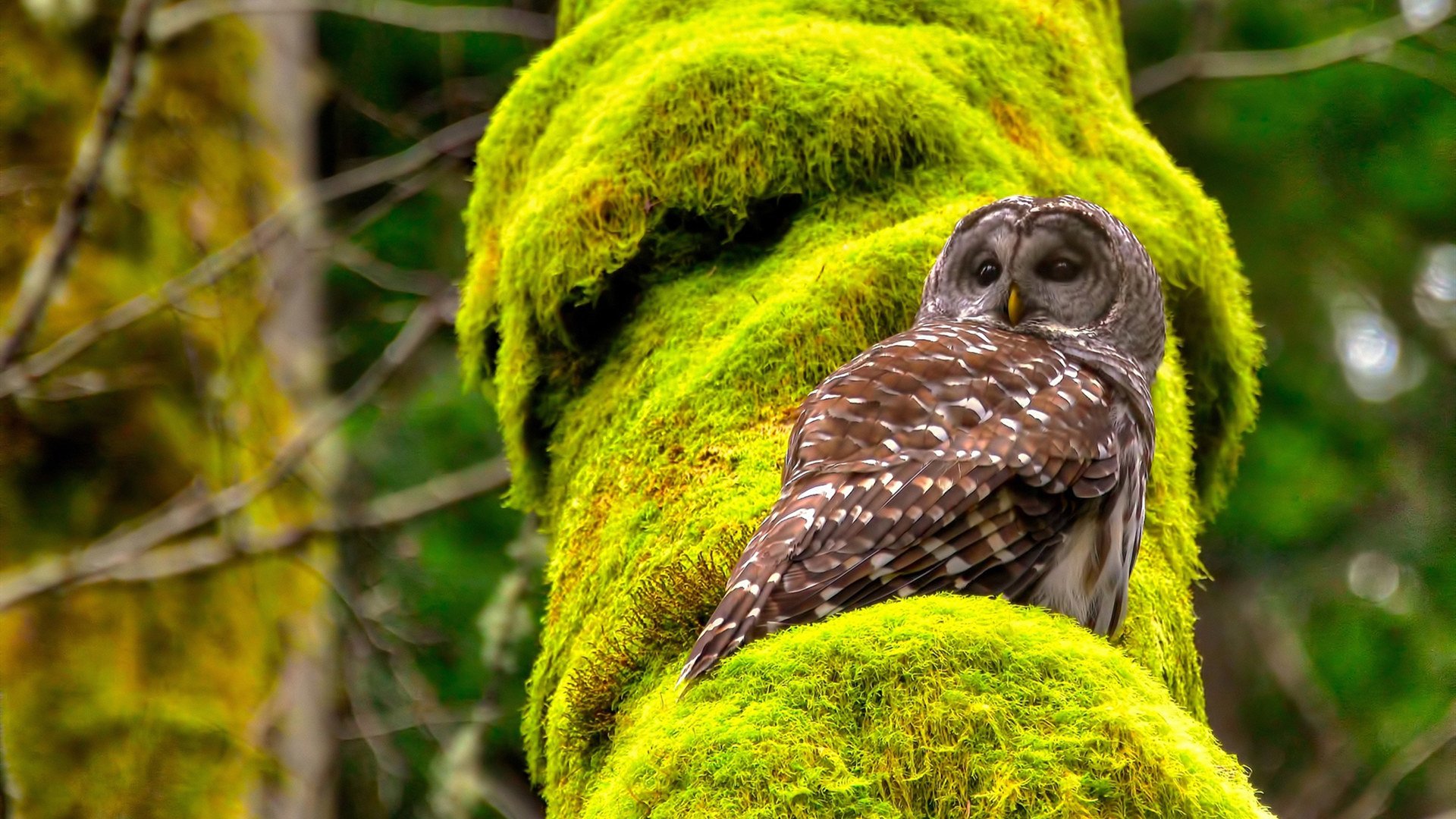 开云网页版登录入口-传奇车手的辉煌人生，传奇车队图片