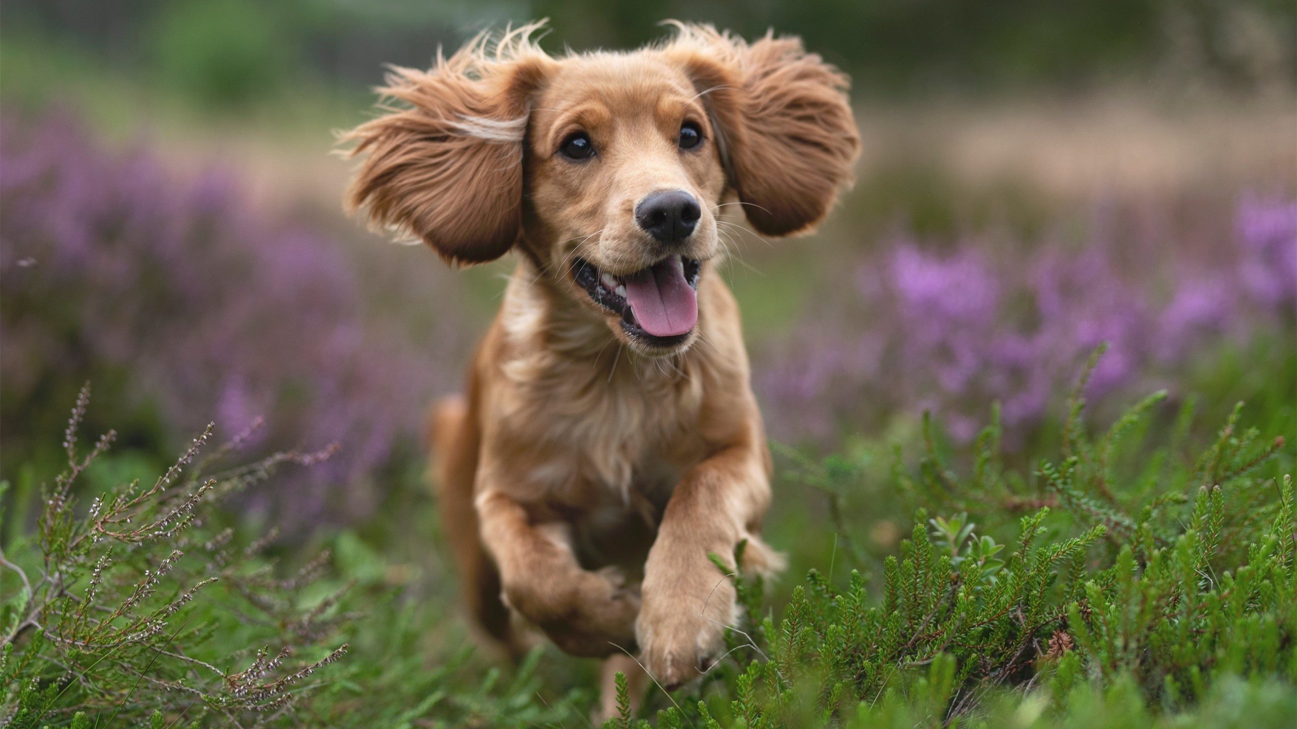 KAIYUNAPP-法甲：里昂2-0战胜尼斯，奥亚萨瓦尔两射一传，里昂法甲阵容