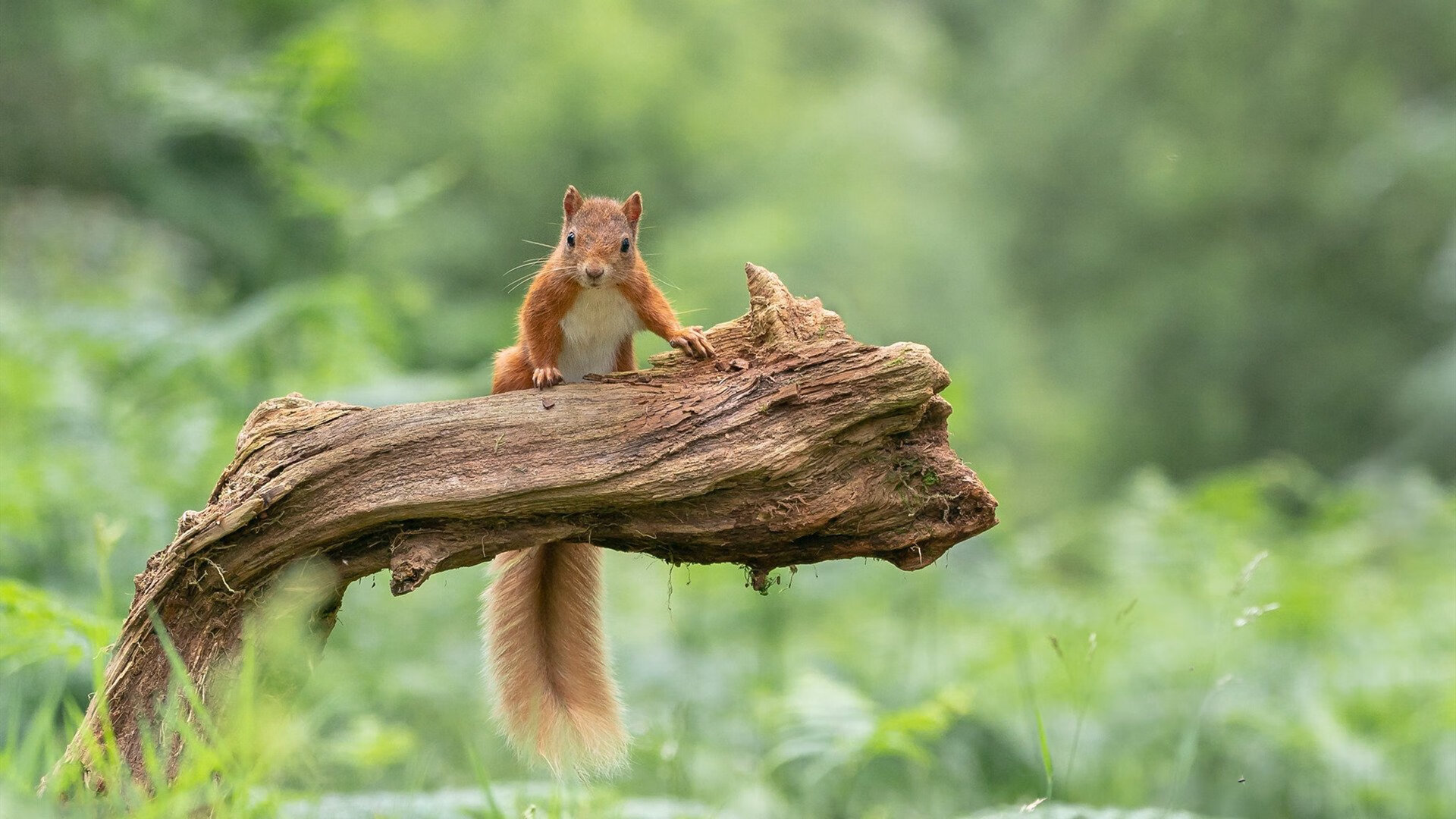 KAIYUNAPP-热刺锋线火力全开，球迷期待冲击冠军，热刺介绍