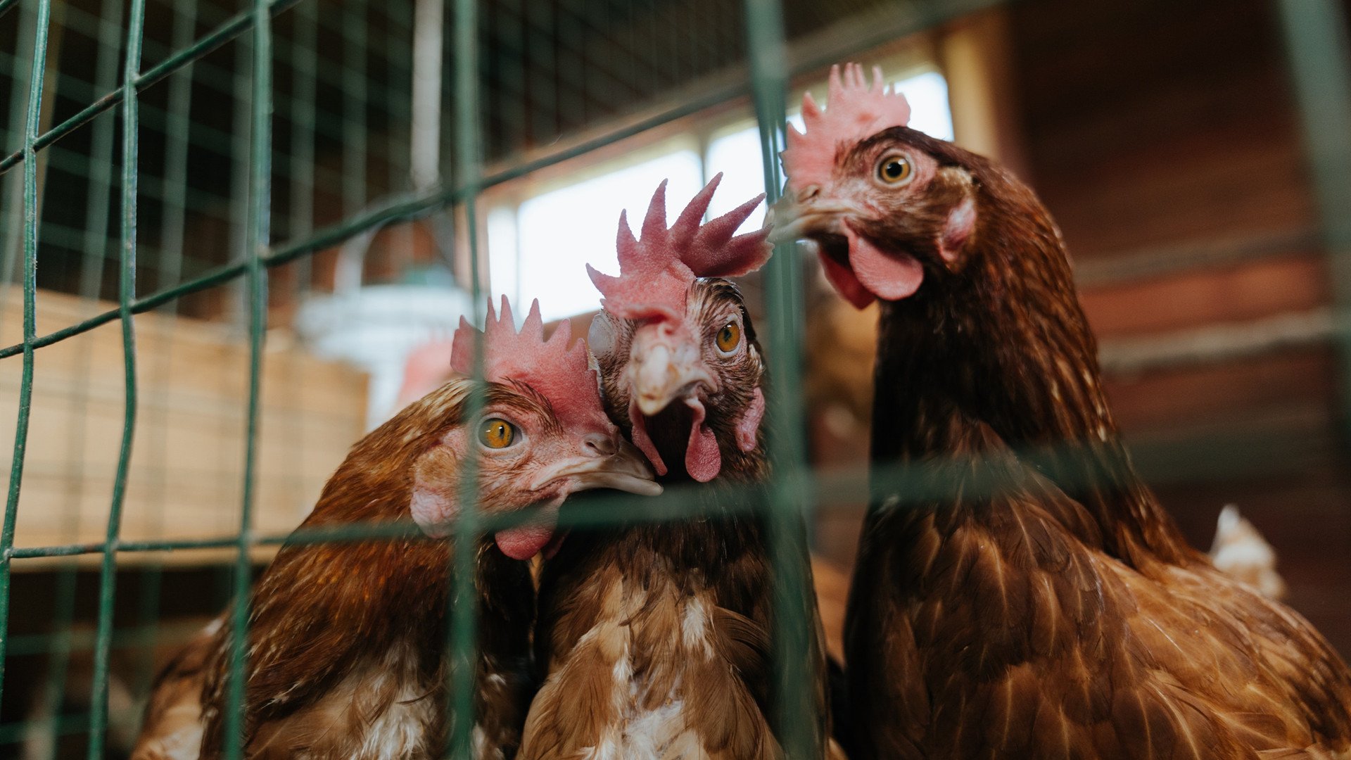 KAIYUNAPP-男篮热身赛惜败立陶宛，杜锋直言“防守需加强”，男篮杜锋个人资料