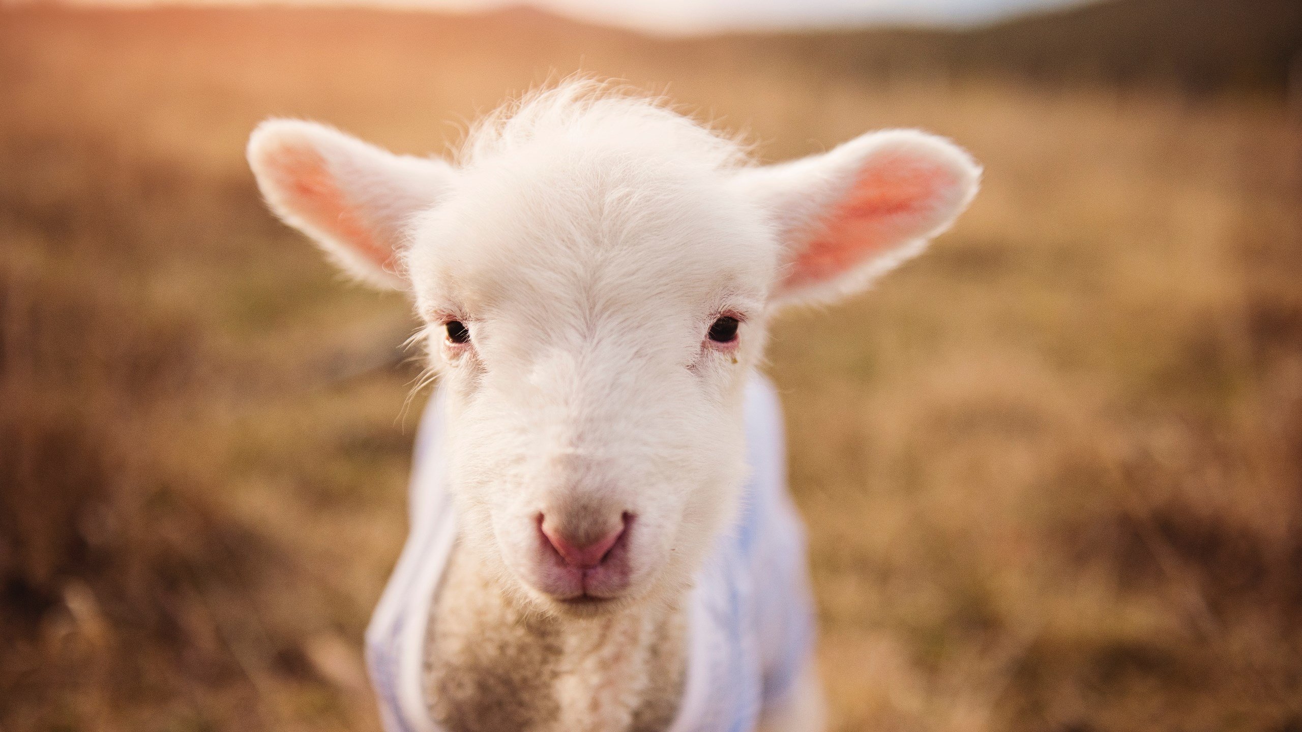 开云·体育官网-苏格兰橄榄球队在世界杯中表现亮眼，苏格兰球队绰号