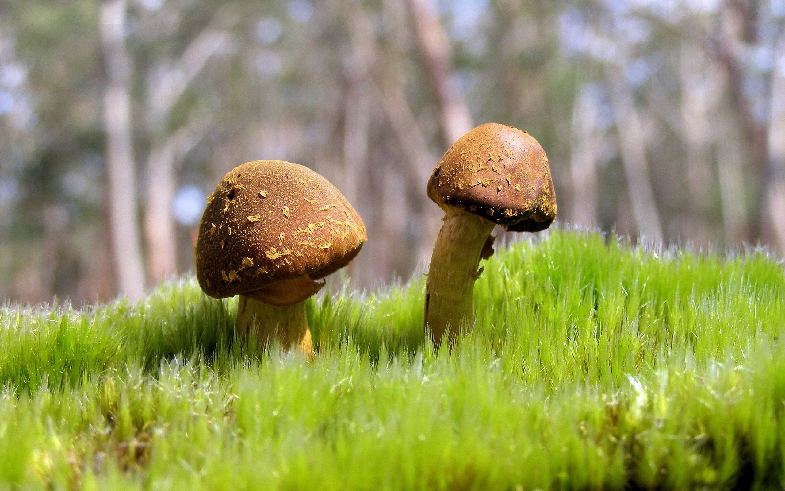 英超联赛走向全球化，吸引更多外国球迷，英超联赛走向全球化,吸引更多外国球迷的原因