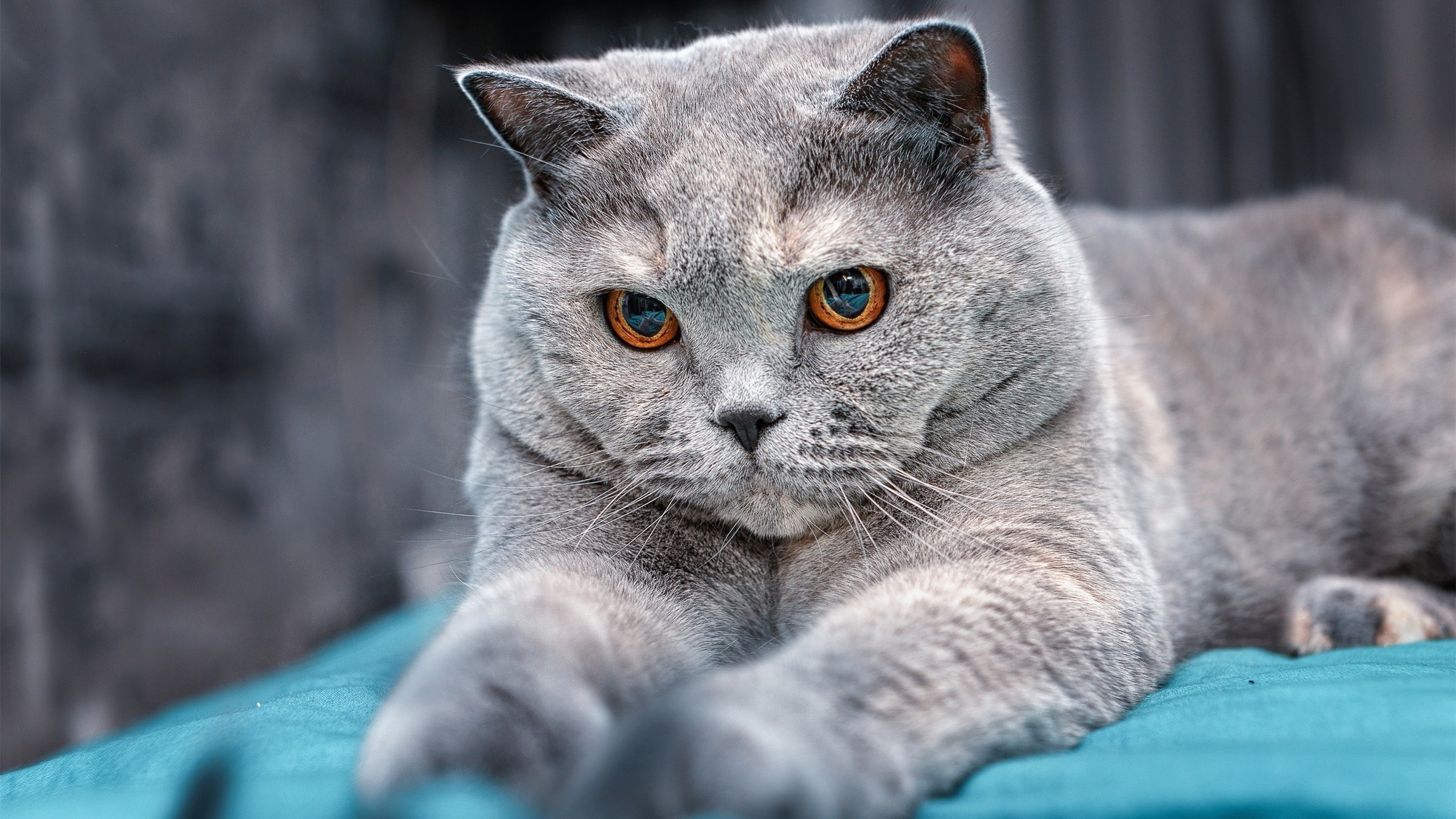 中国足球拟设国家训练技术中心,国家足球队训练