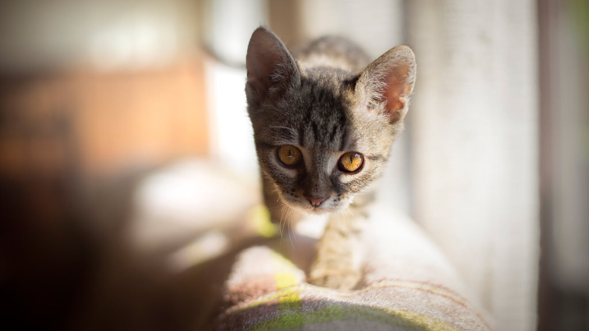 开云平台-博卡青年比赛节奏掌控出色，博卡青年是什么意思