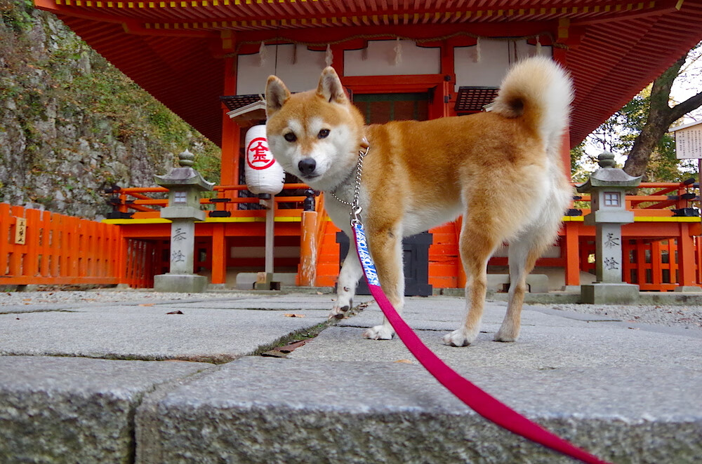 国内球员留洋成功率是否因心理问题受限,2021中国留洋球员一览