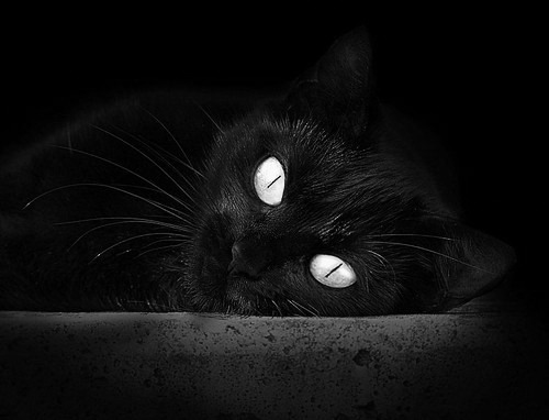 开云中国大陆-山东泰山主场战胜劲敌，山东泰山队官宣