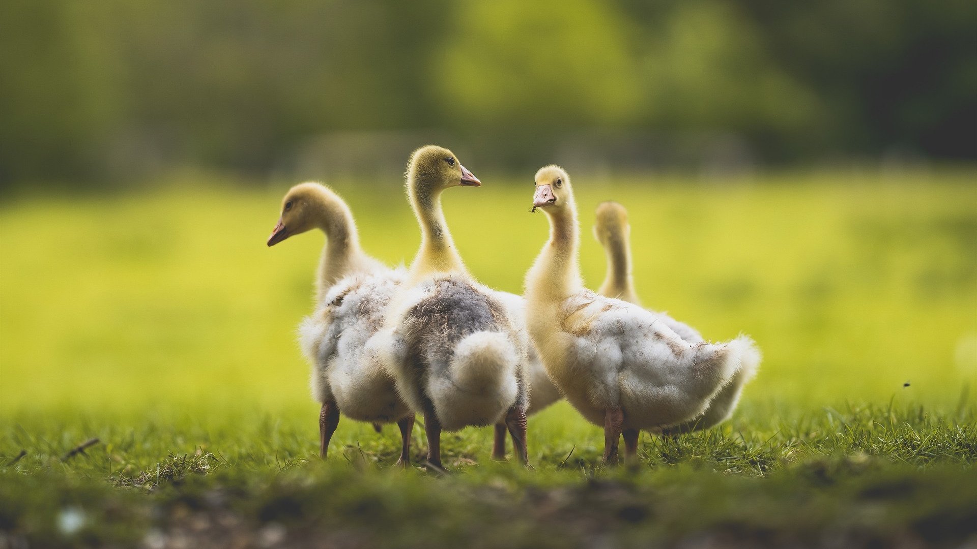 开云入口-尼斯主场大胜里尔，实现近期三连胜，尼斯队主场