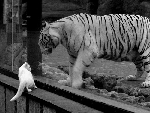 开云中国大陆-弗赖堡主场-战平，保持不败势头，弗赖堡之战