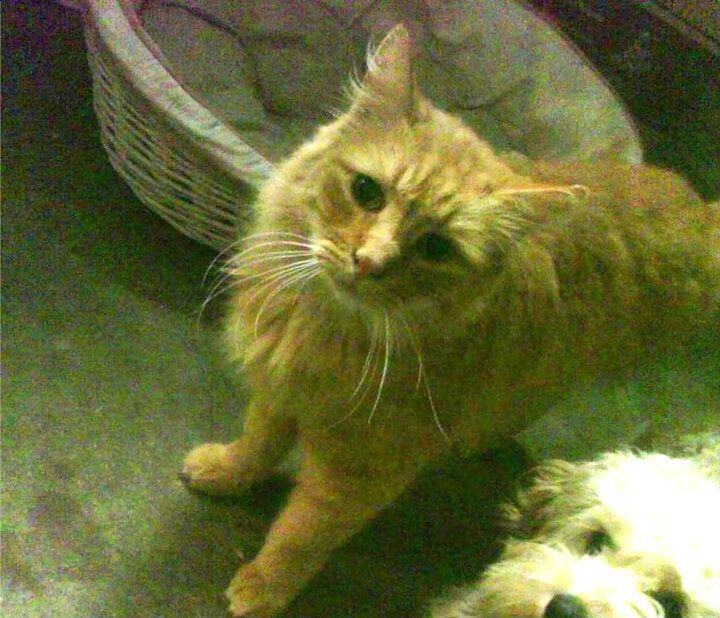 开云官网-快船击败雄鹿，常规赛巅峰对决中乔治罚球绝杀，快船乔治伤情