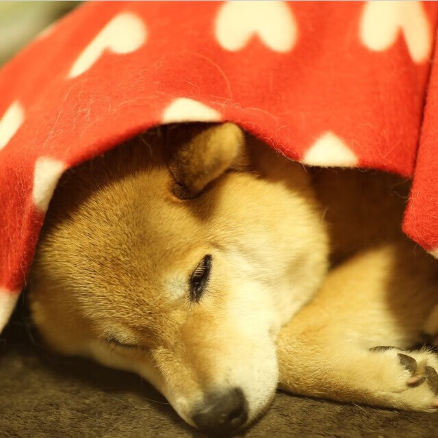 精彩射击国际对抗赛中国队完胜,精彩射击国际对抗赛中国队完胜视频