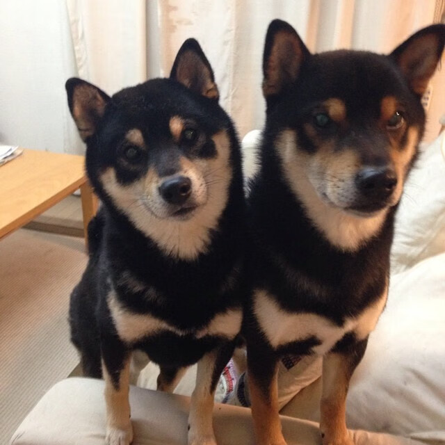 kaiyun登录入口-葡萄牙体育防守端失球率降低，葡萄牙防守中场