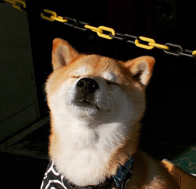 中国足球前锋类型结构性调整报告,中国足球队前锋有哪些