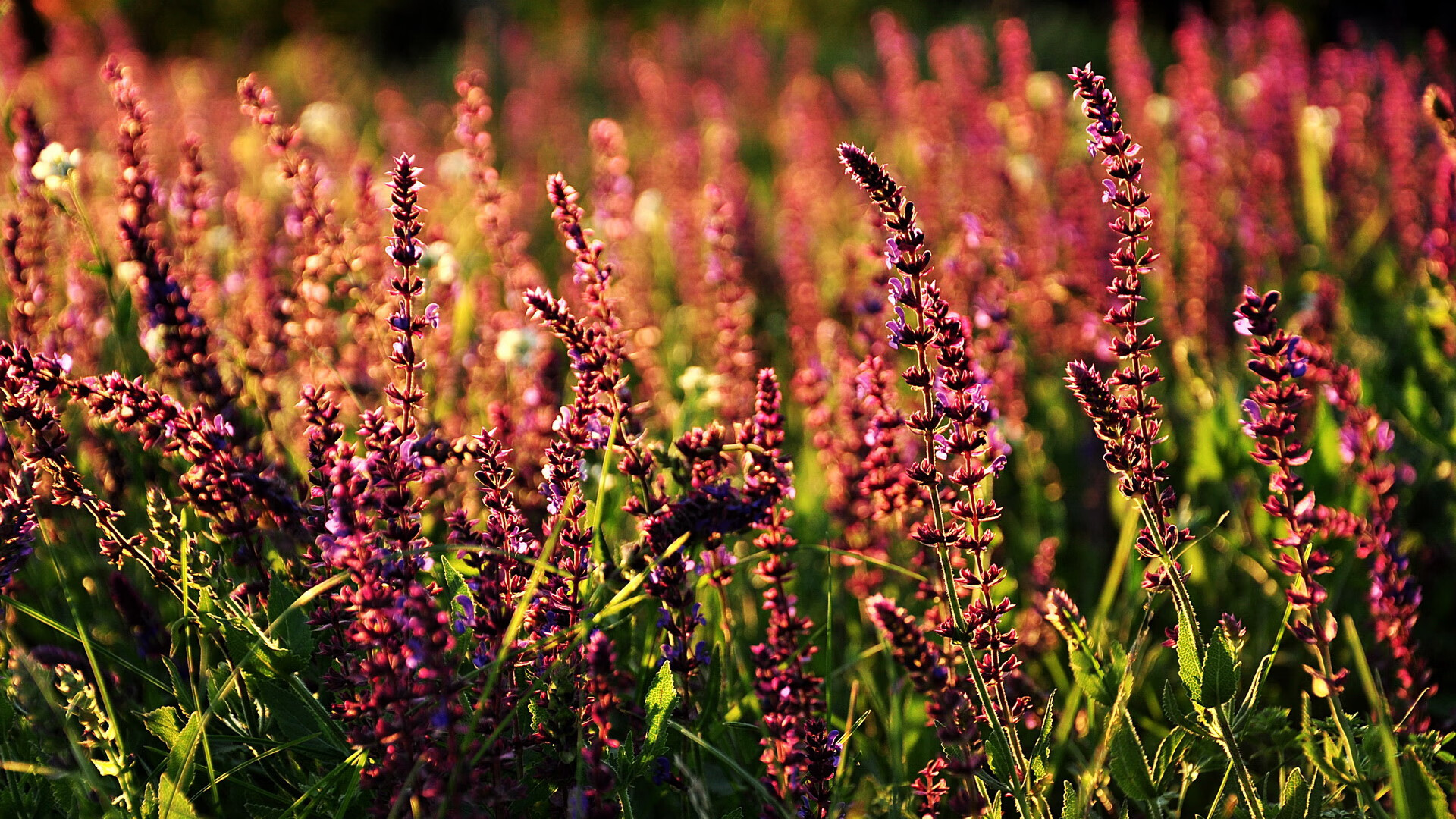 法国乒乓选手表现惊艳,成功晋级决赛,法国乒乓球队员名单