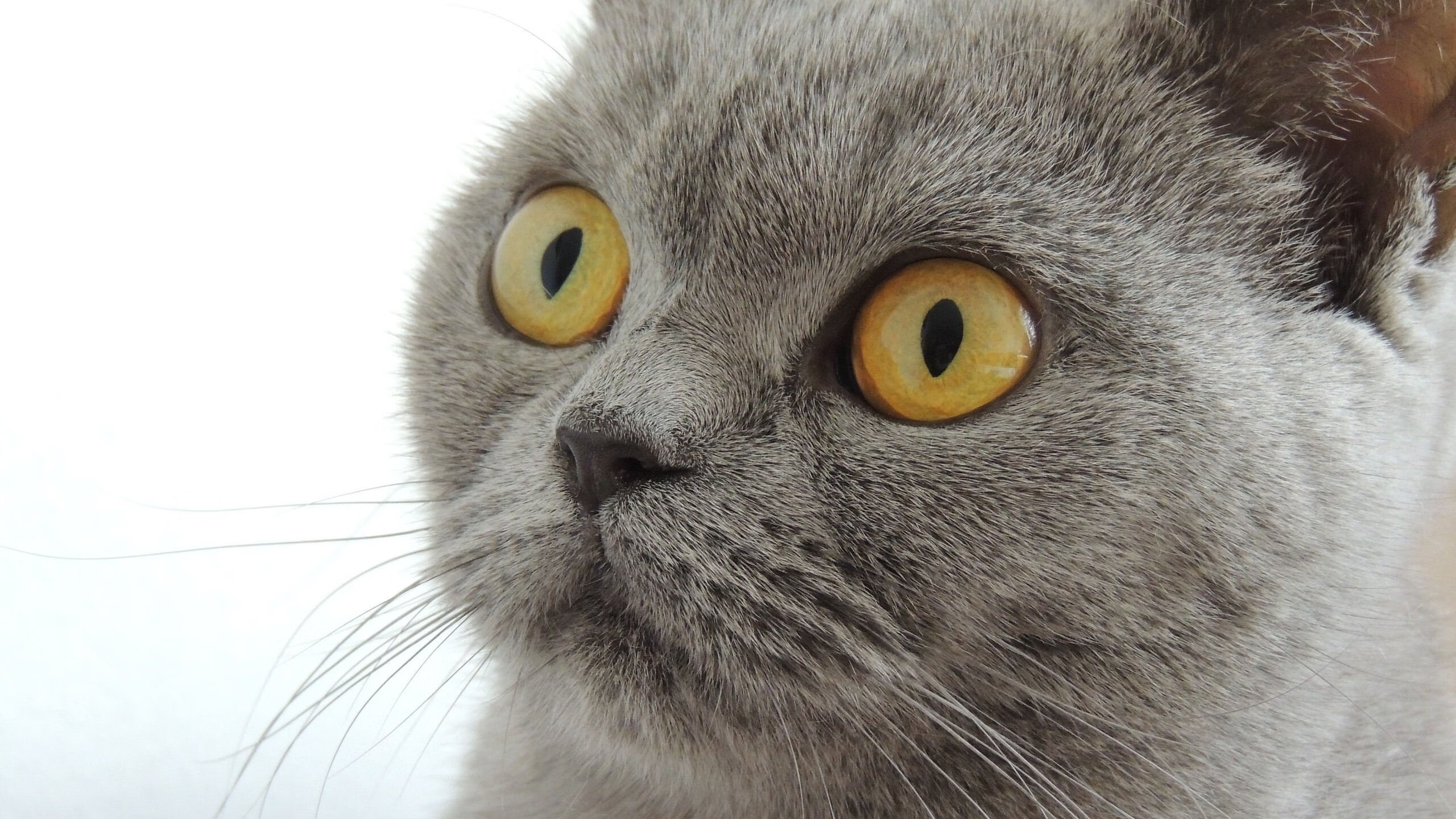 校园足球缺乏区域统筹机制,校园足球现阶段问题