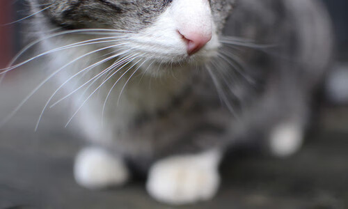 足球联赛多地开战拉动城市人气,足球联赛开始