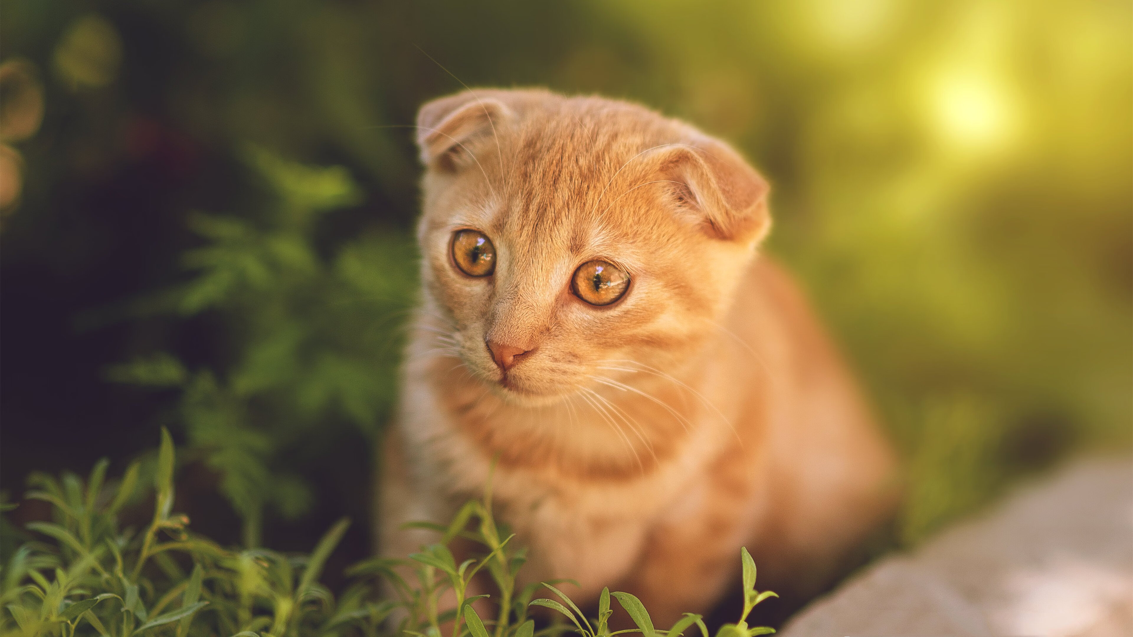 kaiyun开云·官方网站-俱乐部官方商城销量创新高联名款球衣广受球迷欢迎，球队俱乐部官网