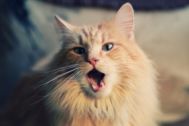 KAIYUN 中国大陆-校园足球教师培训机制建立提升教学实践能力，校园足球教师培训心得体会