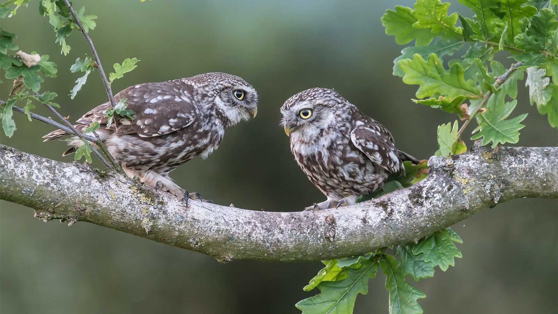 橄榄球场地共享模式成新趋势,橄榄球场地详解