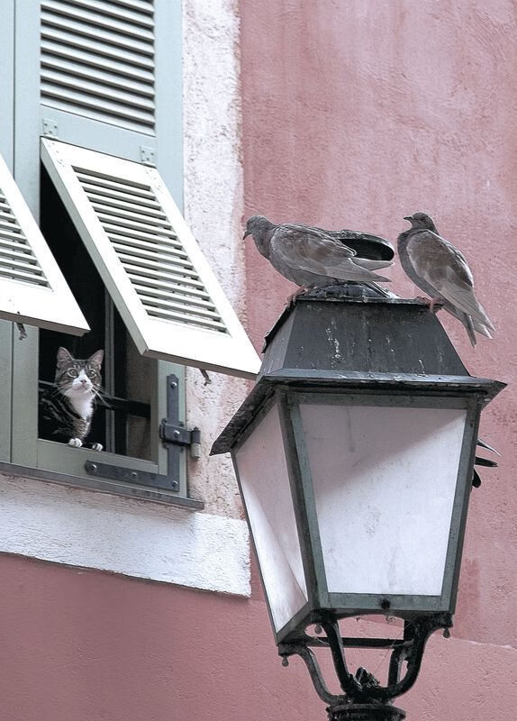 独行侠主帅称赞替补席对比赛影响明显,独行侠替补中锋