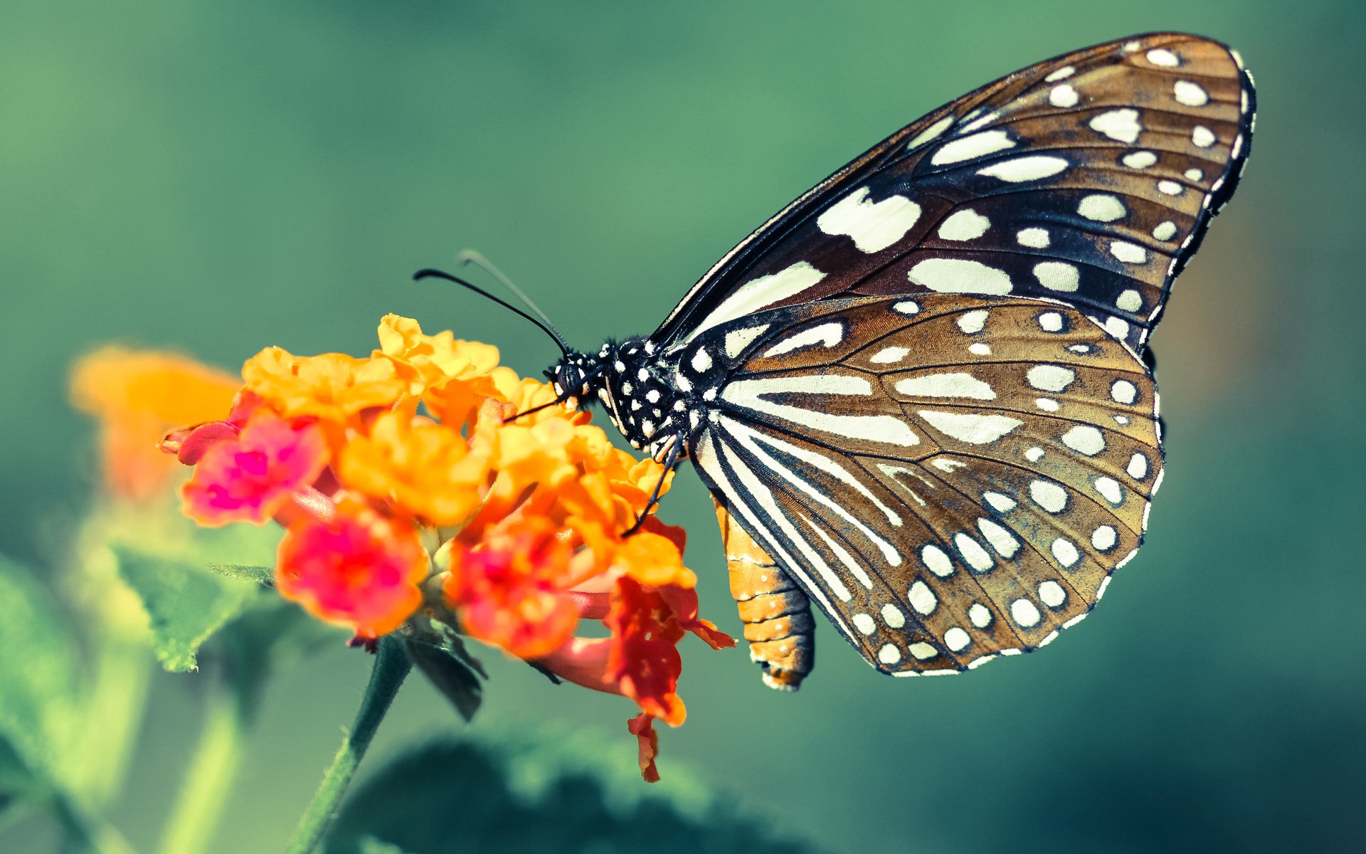 火箭签约新东家NBA总决赛，nba火箭新秀