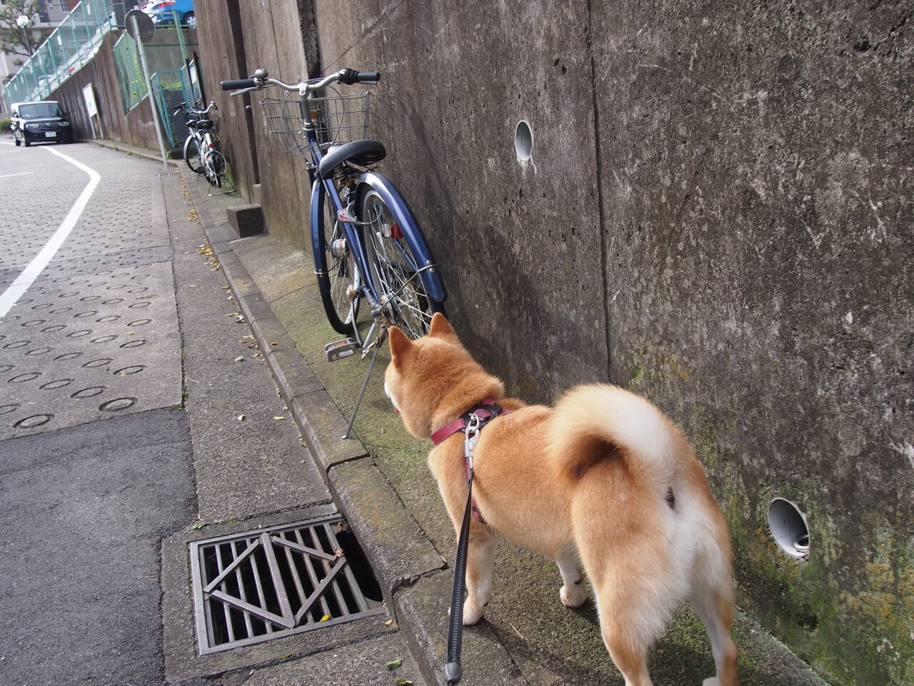 黄蜂后卫出席新闻发布会分享备战心态，黄蜂队的后卫